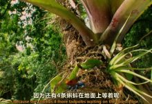 6~8岁儿童必看纪录片奇趣动植物系列 10部 百度网盘下载-木豆记录网