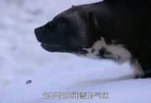 8岁以上儿童必看纪录片奇趣动植物系列 10部 百度网盘下载-木豆记录网