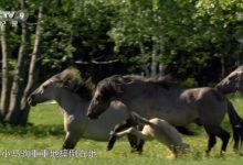 普通话配音 儿童必看纪录片美妙大自然系列 37部 百度网盘下载-木豆记录网