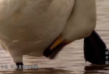 美丽中国等34部中国人文地理系列儿童必看纪录片 百度网盘下载-木豆记录网