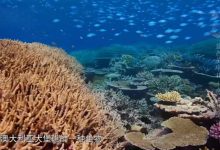 BBC蓝色星球等10部大语文小四门系列（一）儿童必看纪录片 百度网盘下载-木豆记录网