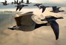 3~6岁儿童必看纪录片中外地理奇观系列 14部 百度网盘下载-木豆记录网