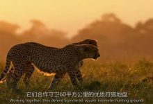 夜色中的地球等26部世界自然地理系列儿童必看纪录片 百度网盘下载-木豆记录网