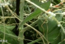 普通话配音 儿童必看纪录片奇趣动植物系列 34部 百度网盘下载-木豆记录网